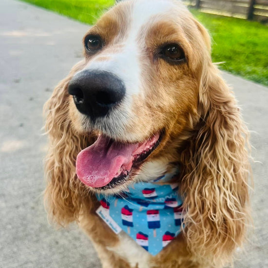 Red, White and Blue Girly Popsicle Dog Bandana - Briggs 'n' Wiggles