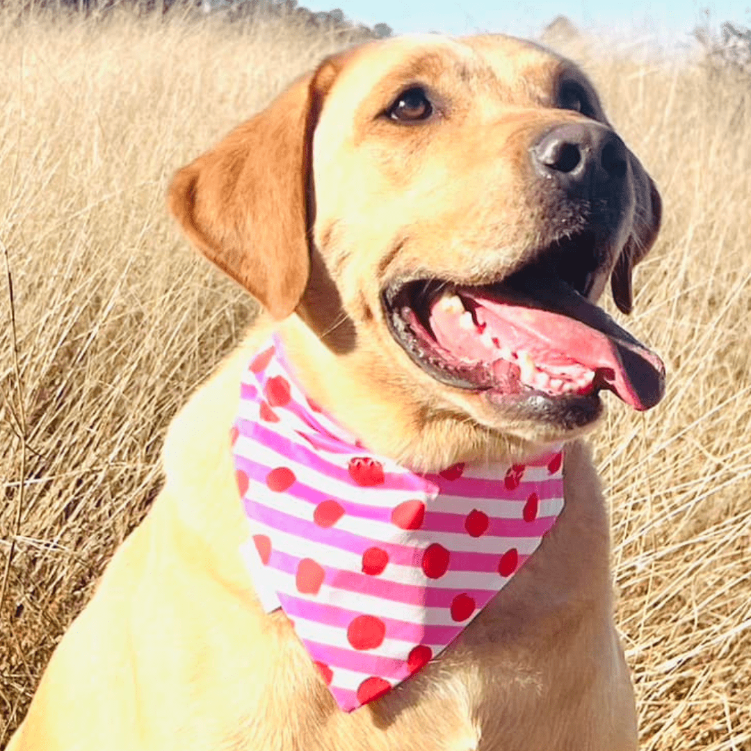 Sweetheart Stripes Valentine's Day Dog bandana - Pink & Red - Briggs 'n' Wiggles