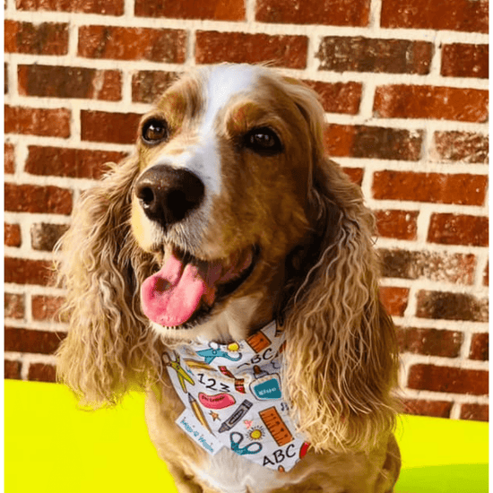 Teacher Appreciation Dog bandana - Gift for Dog - Loving Teachers - Briggs 'n' Wiggles