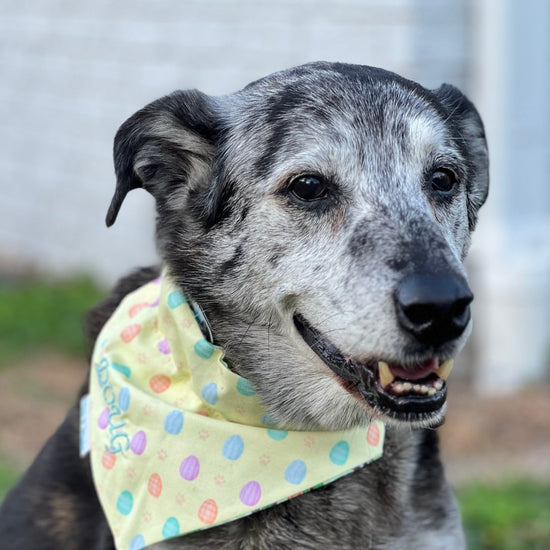 The Wiggles Club Membership for One Dog - Briggs 'n' Wiggles