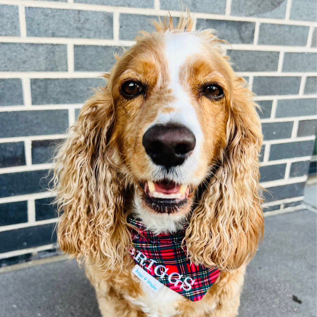 Traditional Christmas Plaid Dog Bandana - Briggs 'n' Wiggles