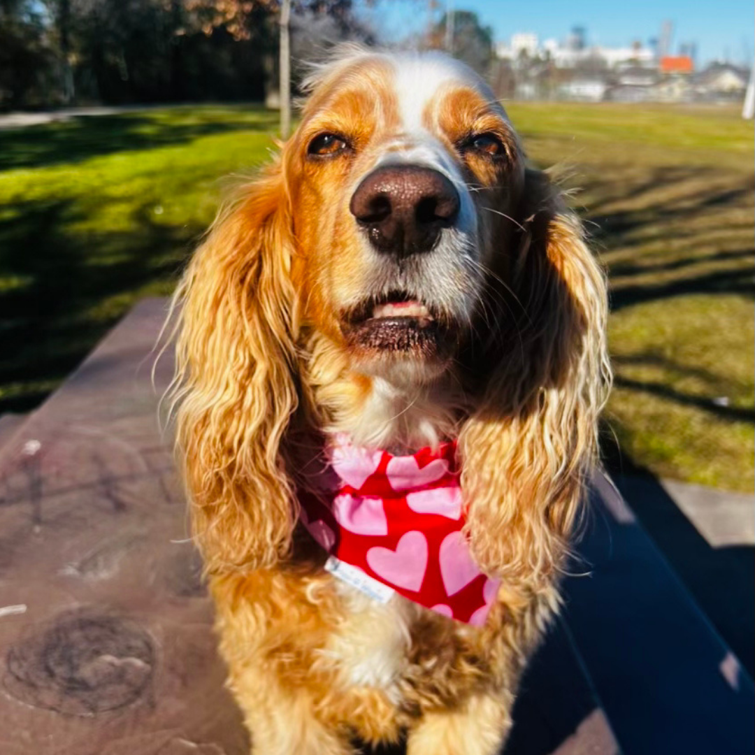 Valentine Hearts Dog Bandana – Red & Pink - Briggs 'n' Wiggles