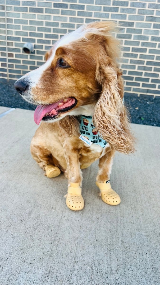 WAGWELLIES by Wag Wear - Dog Shoes - Briggs 'n' Wiggles