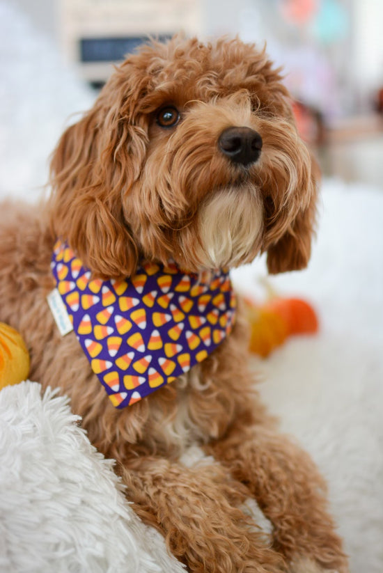 Load image into Gallery viewer, Candy Corn with Purple background - Briggs &amp;#39;n&amp;#39; Wiggles - Dog Bandana
