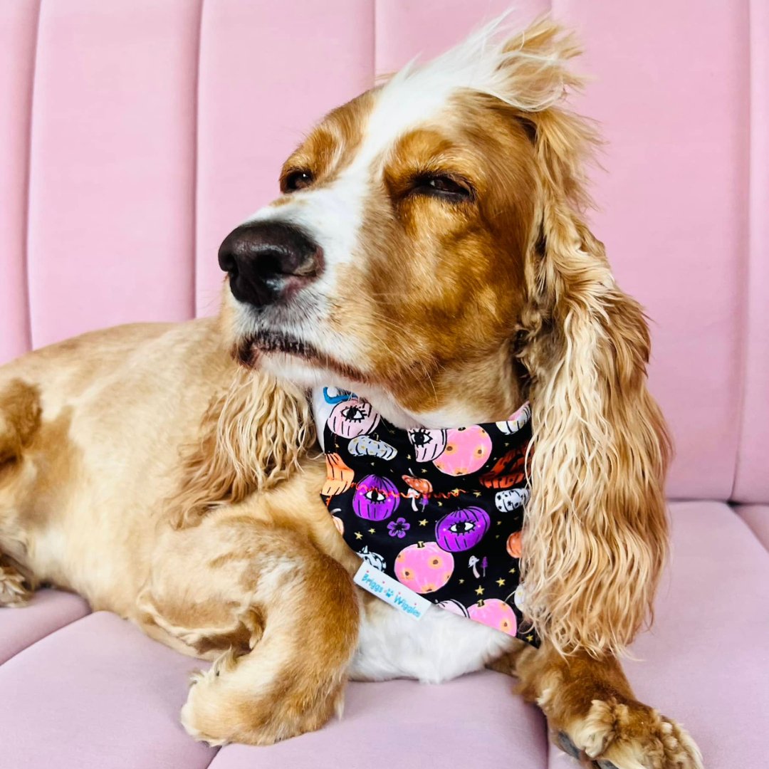 Dog wearing Briggs 'n' Wiggles pink and purple pumpkins reversible bandana - fun Halloween and fall accessory for pets. 