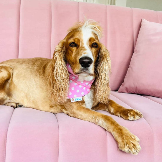 Dog wearing the reverse side showing pink and white polka dots - soft handmade fall bandana for stylish pups. 