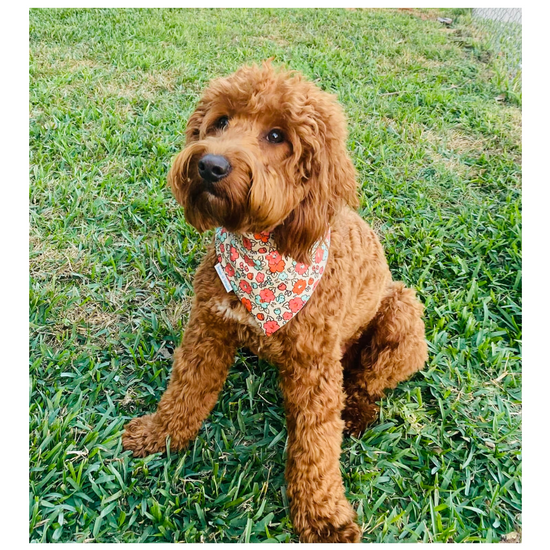 Load image into Gallery viewer, Vintage Floral over the collar Dog Bandana - Briggs &amp;#39;n&amp;#39; Wiggles
