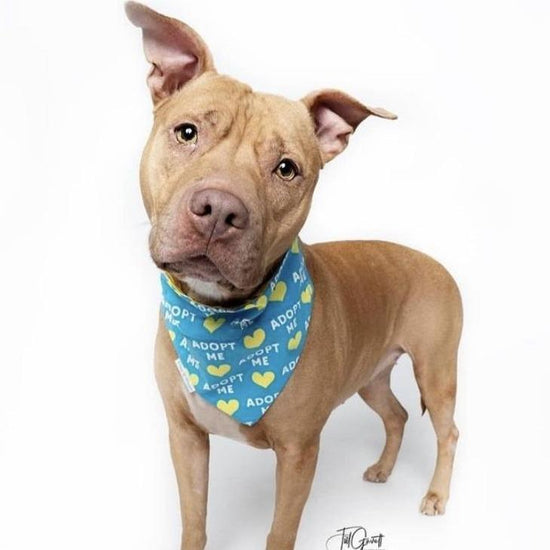 Check out our “Adopt Me” Bandanas to support local animal shelters