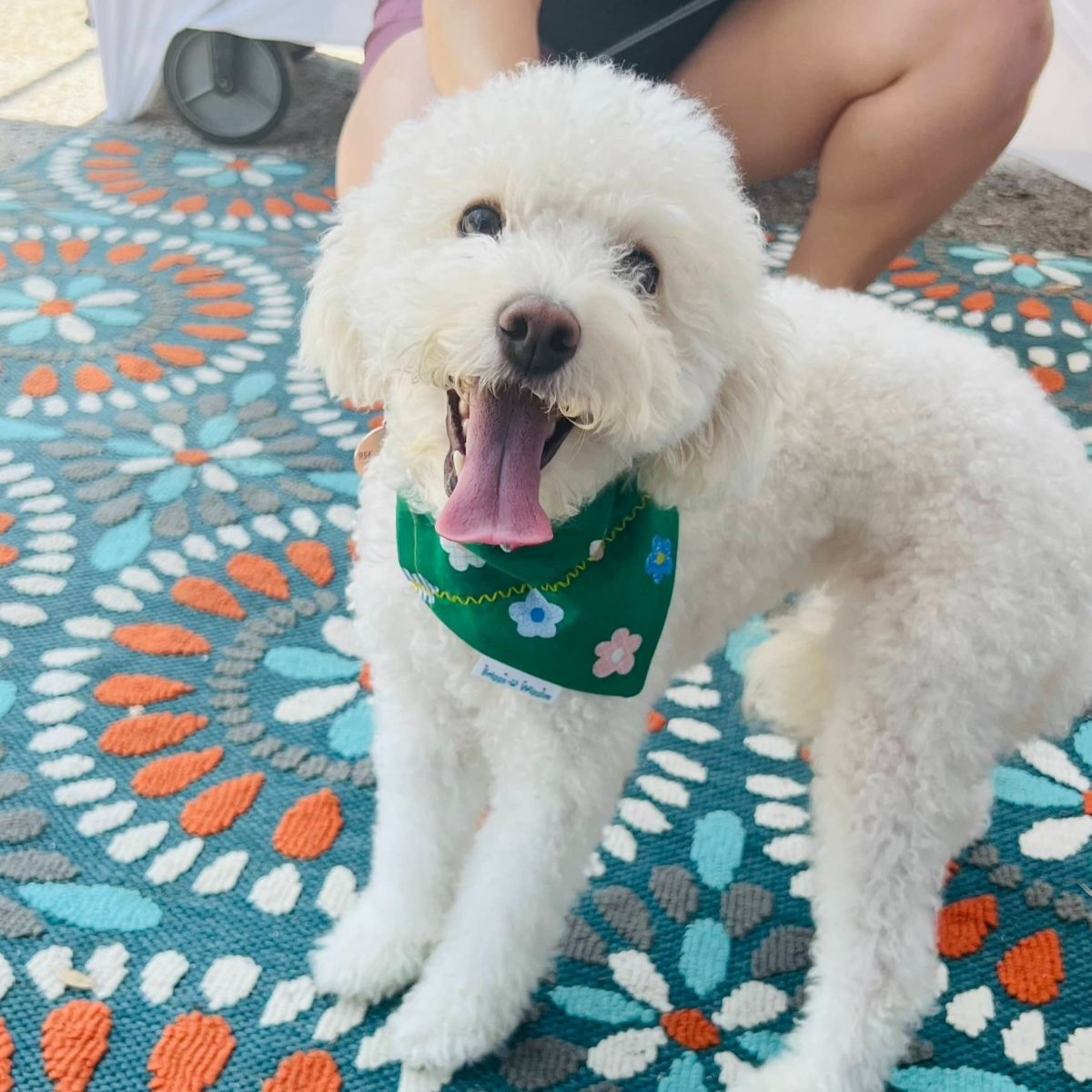 May Flowers Dog Bandana – Briggs 'n' Wiggles