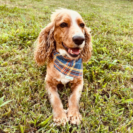Blue Fall Plaid Flannel Dog Bandana - Briggs 'n' Wiggles