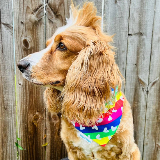 Celebrate Pride Dog Bandana - Briggs 'n' Wiggles