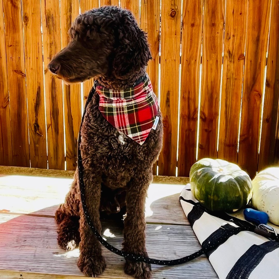 Christmas plaid 2025 dog bandana