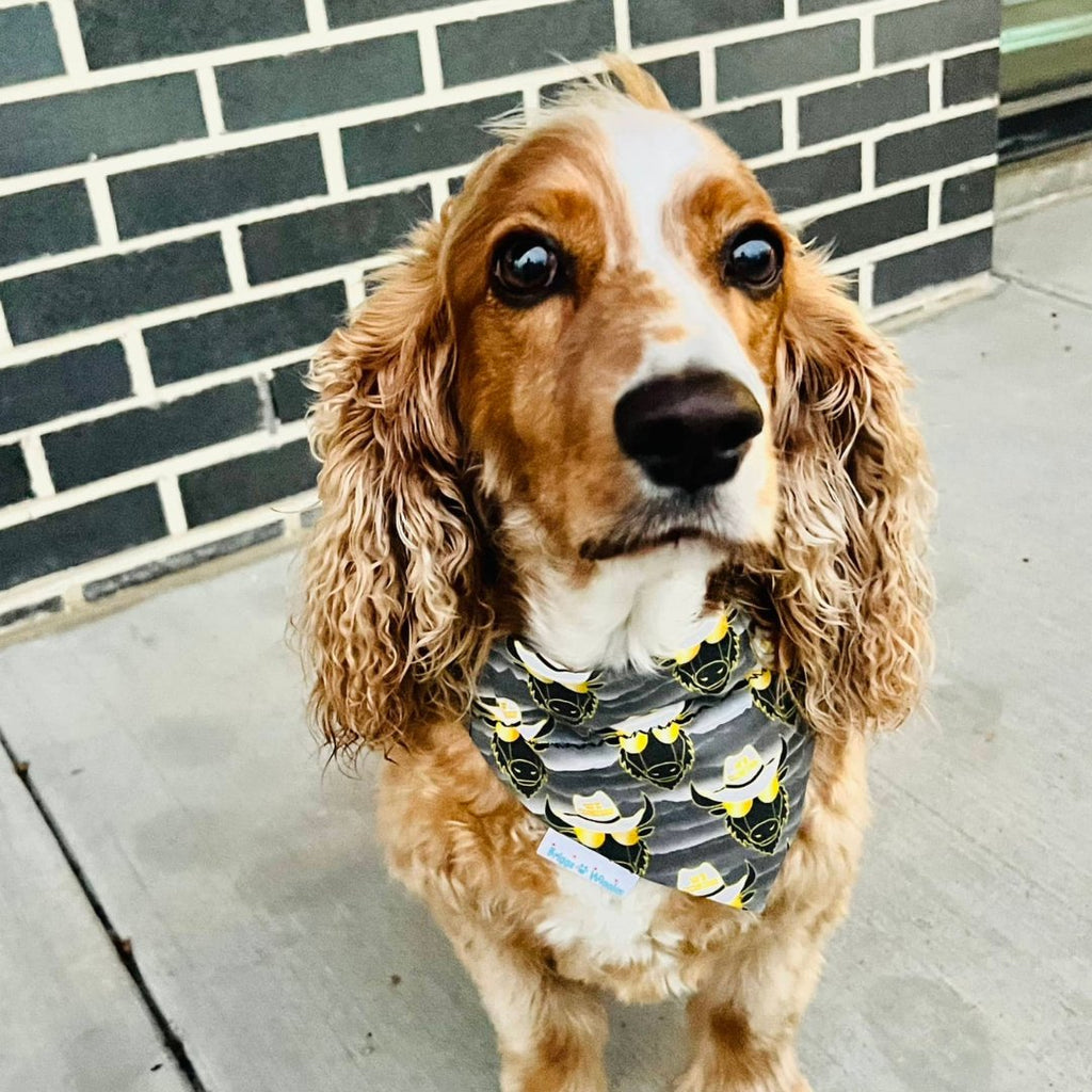 Colorado clearance dog bandana