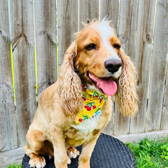 Load image into Gallery viewer, Daddy&amp;#39;s Girl Dog Bandana - Briggs &amp;#39;n&amp;#39; Wiggles
