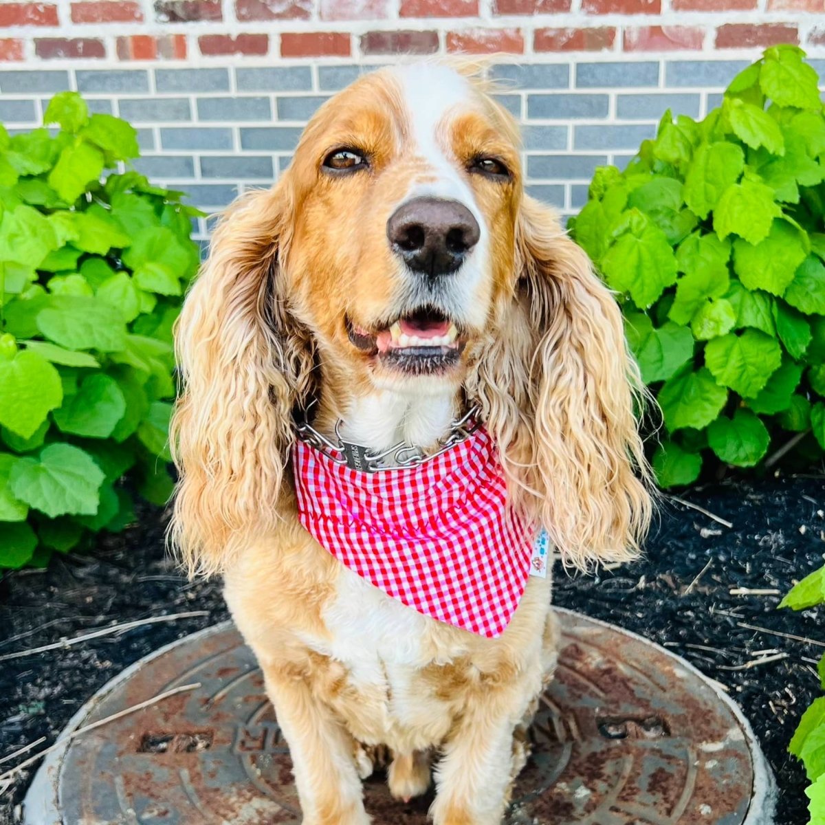Load image into Gallery viewer, Everything Spring Dog Bandana - Briggs &amp;#39;n&amp;#39; Wiggles

