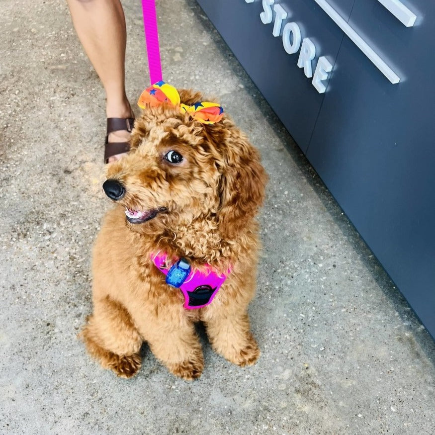 Goldendoodle store hair bows