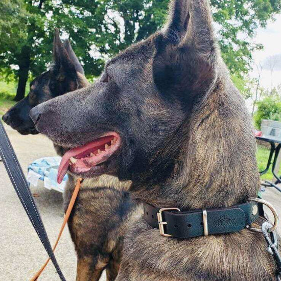 Handmade Leather Dog Collar - Briggs 'n' Wiggles