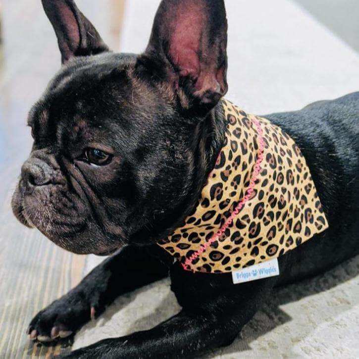 Handmade Leather Dog Collar - Briggs 'n' Wiggles