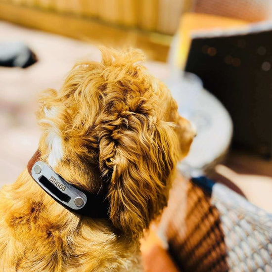 Handmade Leather Dog Collar - Briggs 'n' Wiggles