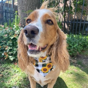Load image into Gallery viewer, HOLD ME TIGHT Lymphoma Dog Bandana - Briggs &amp;#39;n&amp;#39; Wiggles
