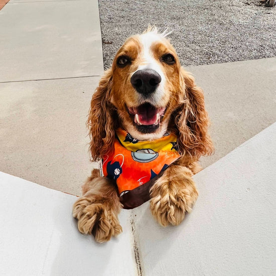 Load image into Gallery viewer, Houston Astros Inspired Space City Slip-Over the Collar Dog Bandana - Briggs &amp;#39;n&amp;#39; Wiggles
