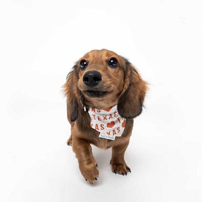 Load image into Gallery viewer, I LOVE Texas Longhorn Dog Bandana - Briggs &amp;#39;n&amp;#39; Wiggles
