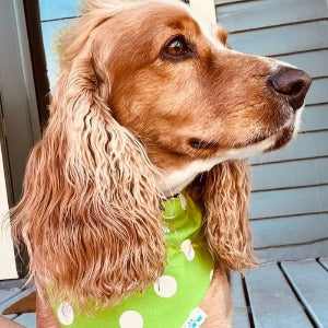 Load image into Gallery viewer, Join the FIGHT for Breast Cancer Awareness Dog Bandana - Briggs &amp;#39;n&amp;#39; Wiggles
