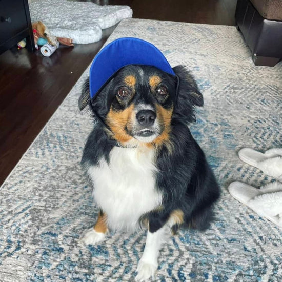 Load image into Gallery viewer, K-9 Cooling Hats - Briggs &amp;#39;n&amp;#39; Wiggles
