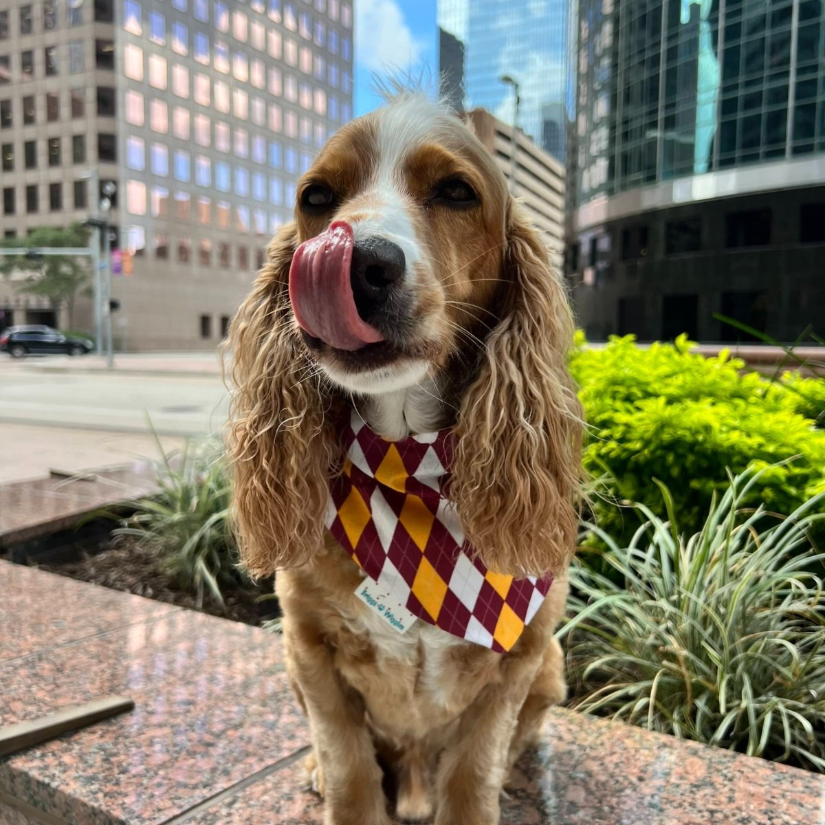 Tcu store dog bandana