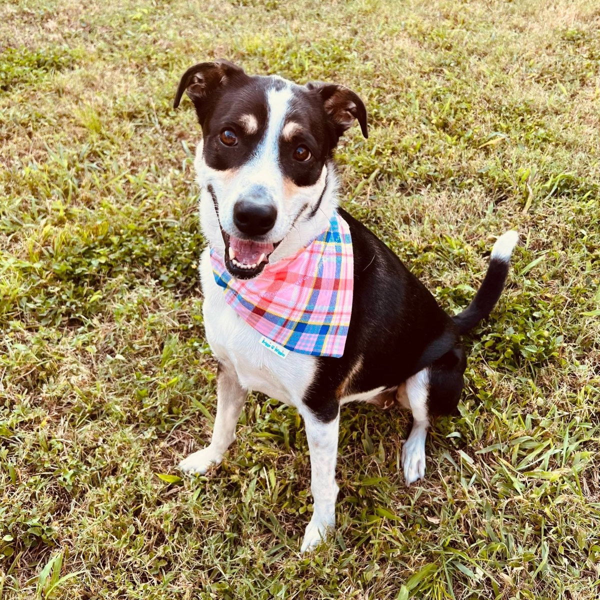 Load image into Gallery viewer, Pink Plaid Flannel Dog Bandana - Briggs &amp;#39;n&amp;#39; Wiggles
