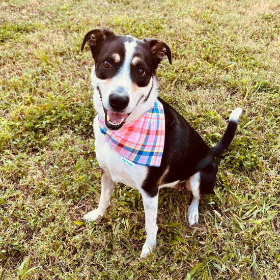 Pink Plaid Flannel Dog Bandana - Briggs 'n' Wiggles