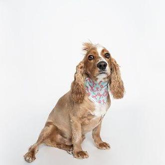 Heather, Pink Ribbon Breast Cancer Awareness Dog Bandana - Briggs 'n' Wiggles