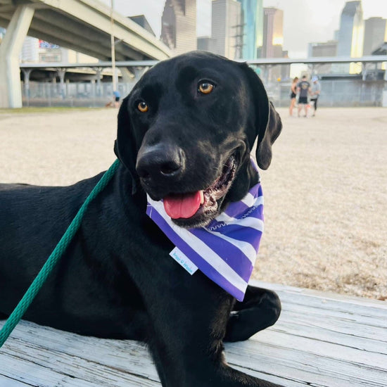 Load image into Gallery viewer, Purple and White Dog Bandana - Briggs &amp;#39;n&amp;#39; Wiggles
