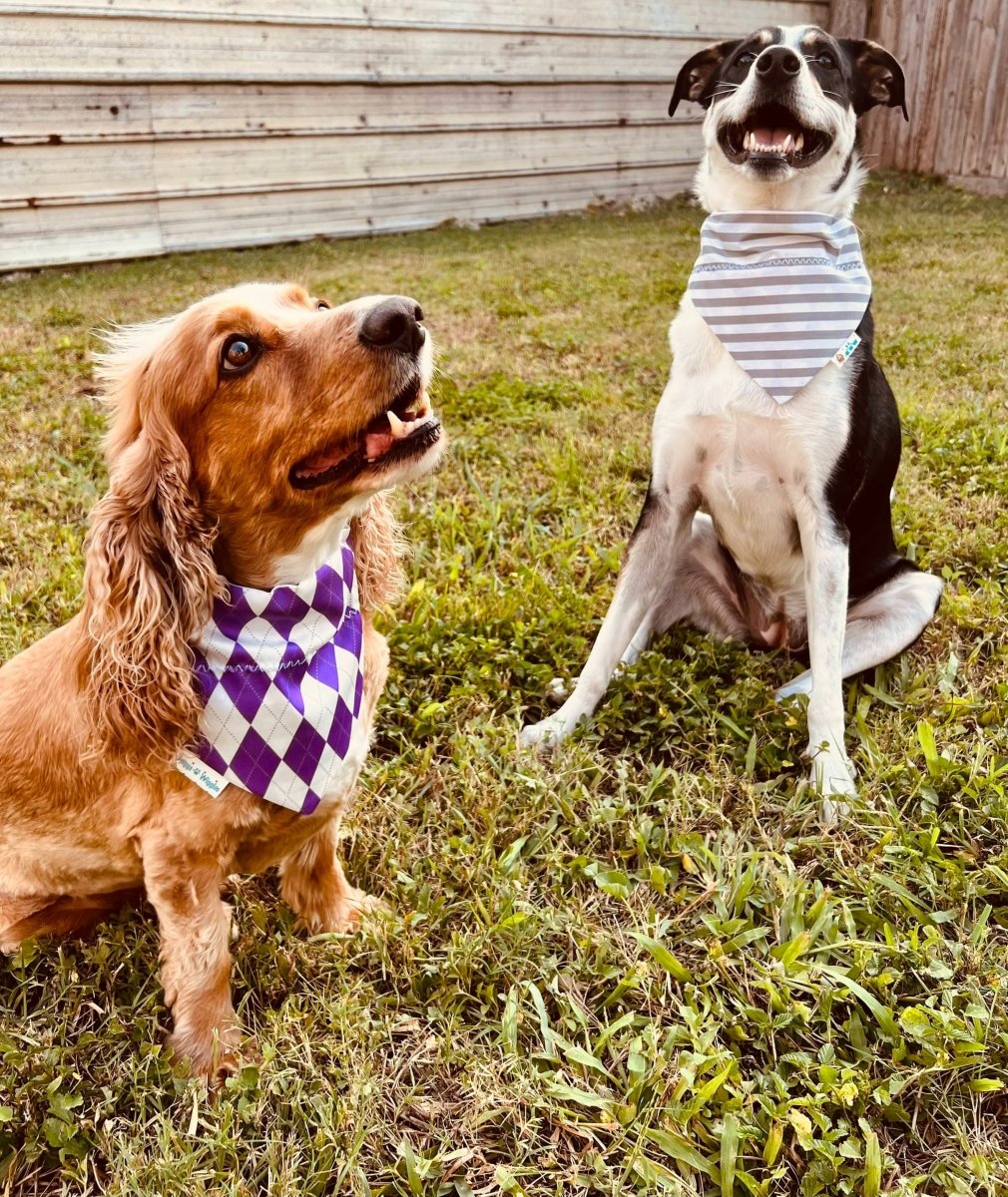 Tcu dog sale bandana