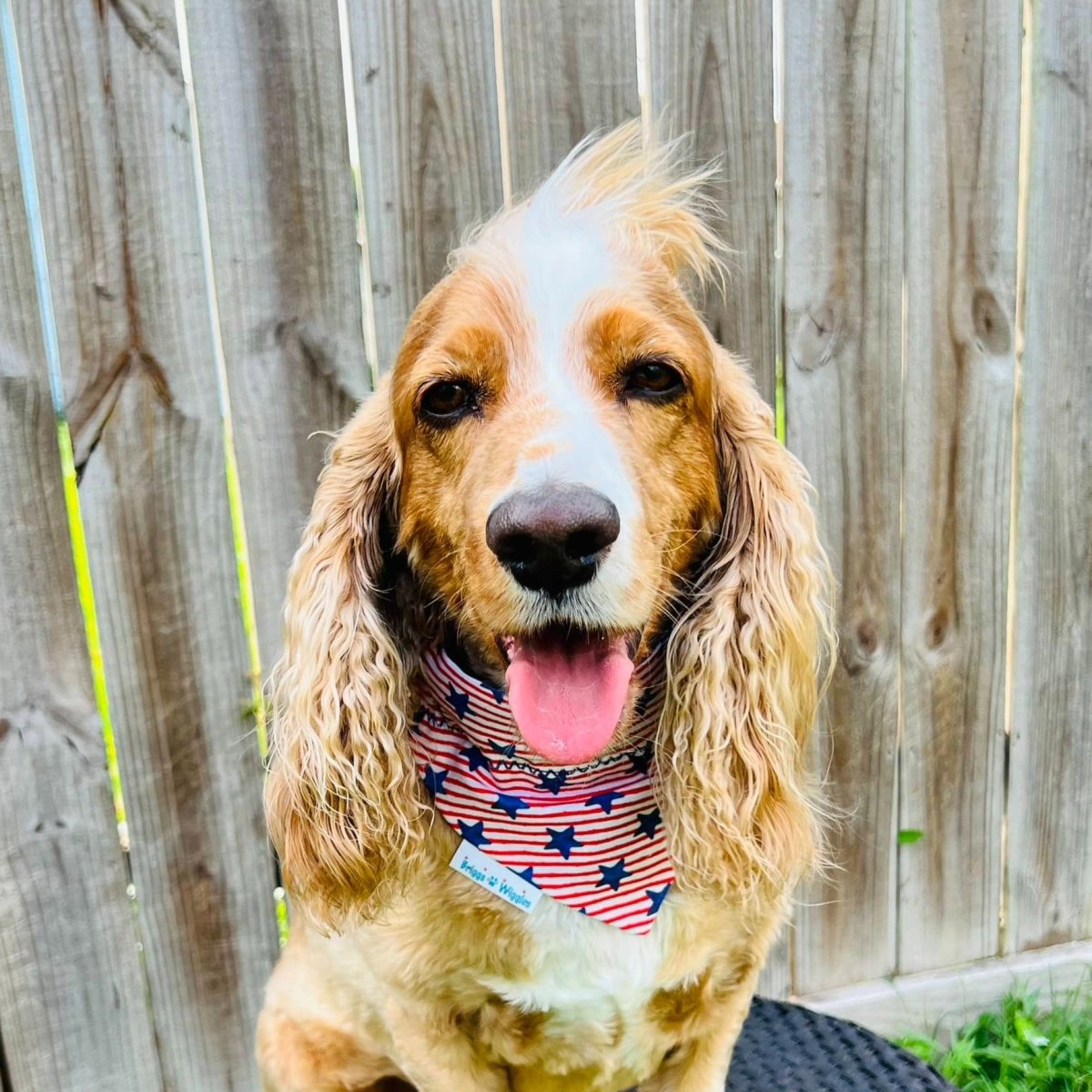 Load image into Gallery viewer, Red, White and Blue Stars and Stripes Dog Bandana - Briggs &amp;#39;n&amp;#39; Wiggles
