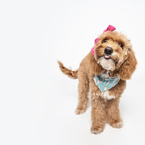 Load image into Gallery viewer, Rose All Day Teal Over the Collar Dog Bandana - Briggs &amp;#39;n&amp;#39; Wiggles

