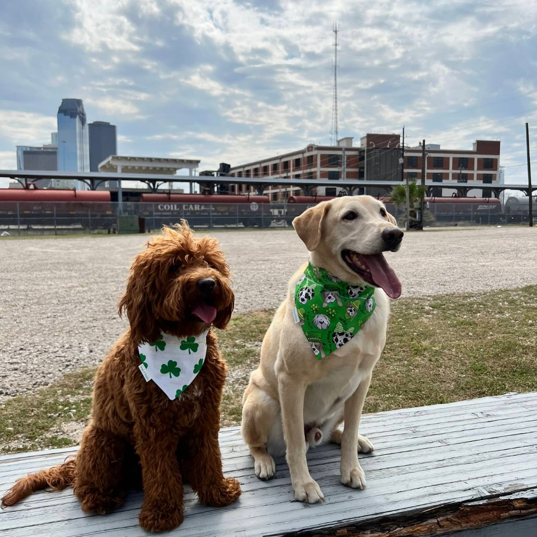 Saint Patrick Irish Sparkly Dog Bandana - Briggs 'n' Wiggles