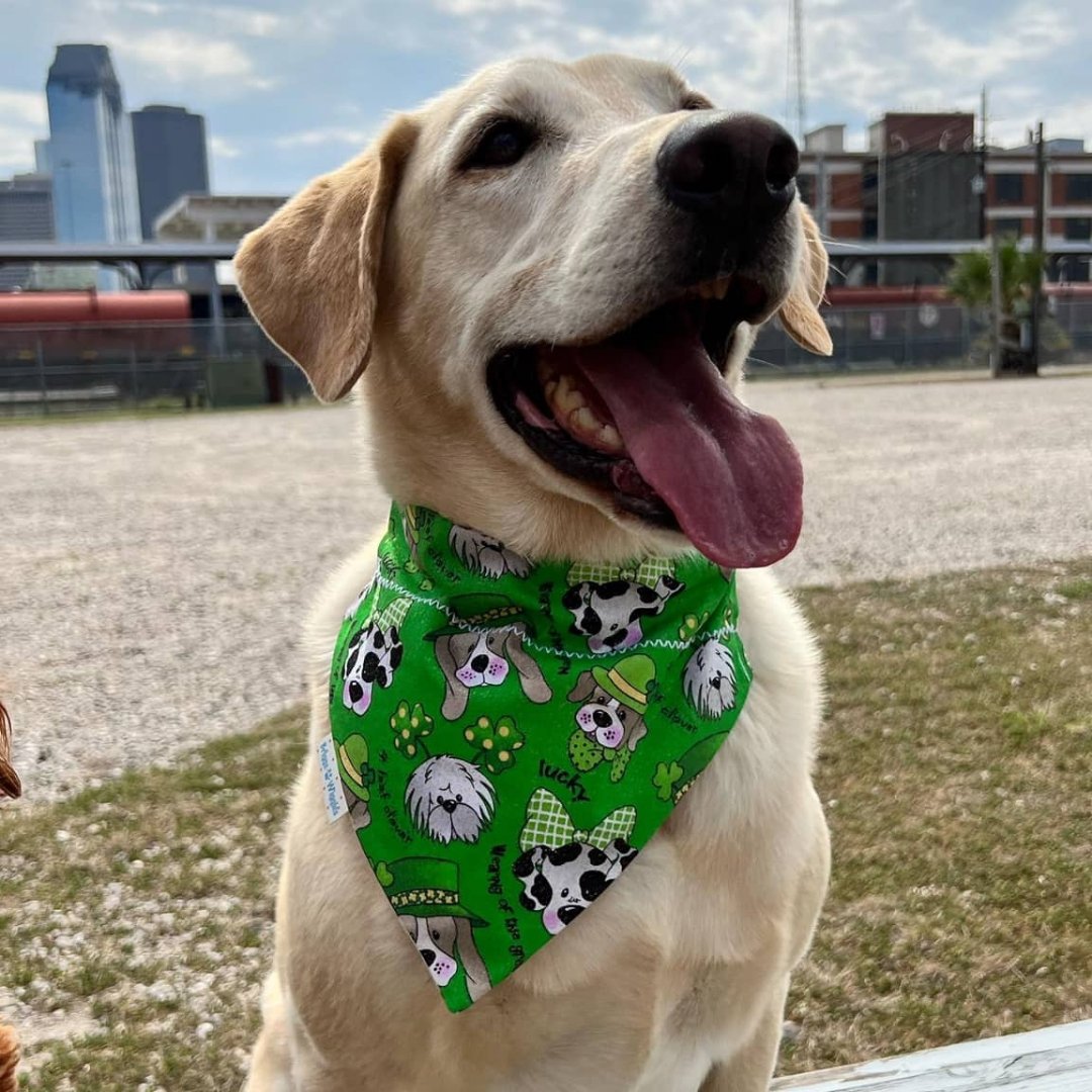 Saint Patrick Irish Sparkly Dog Bandana - Briggs 'n' Wiggles