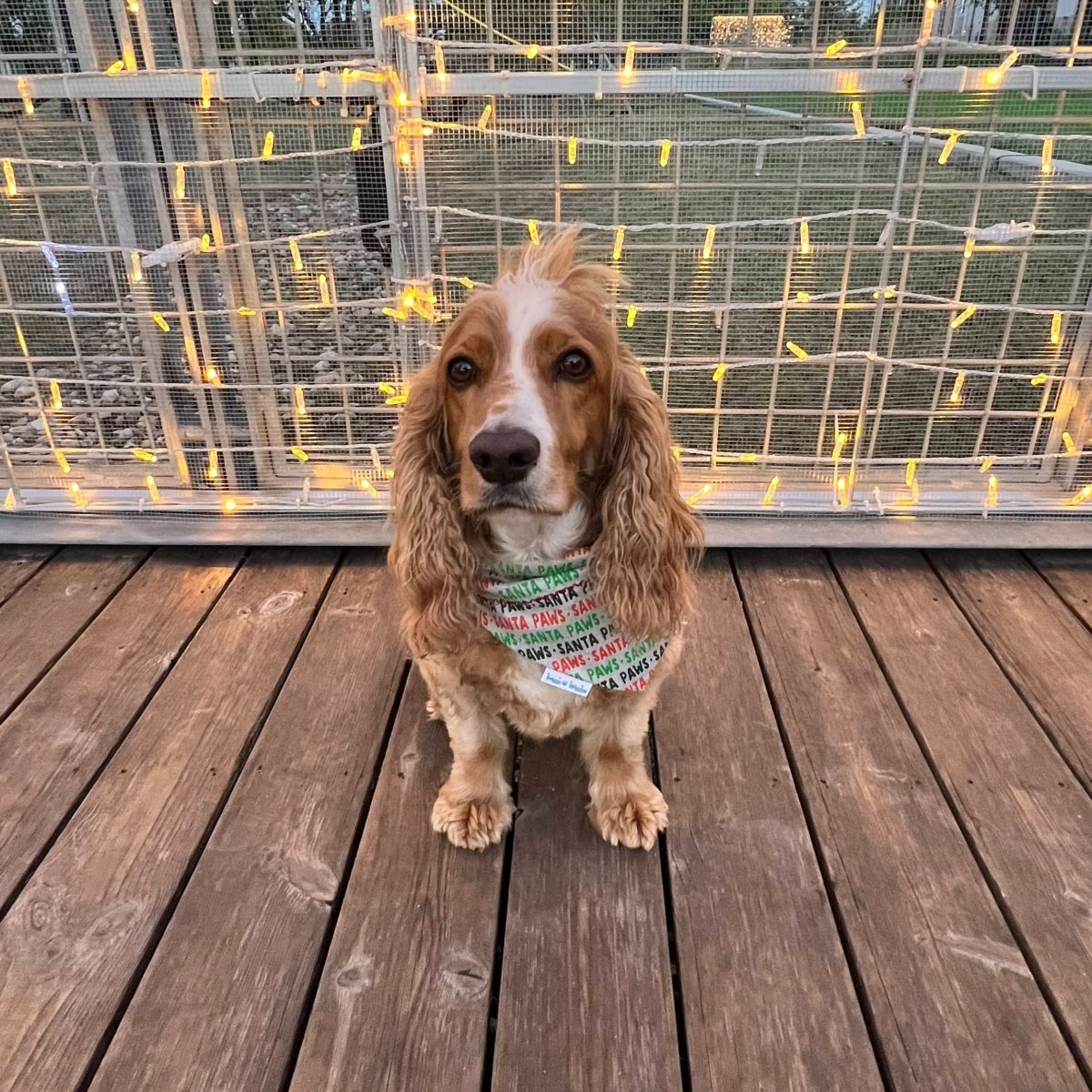 Santa Paws is Coming to Town Dog Bandana - Briggs 'n' Wiggles