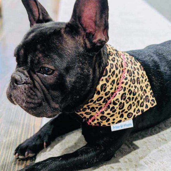 Sassy Leopard Dog Bandana - Briggs 'n' Wiggles