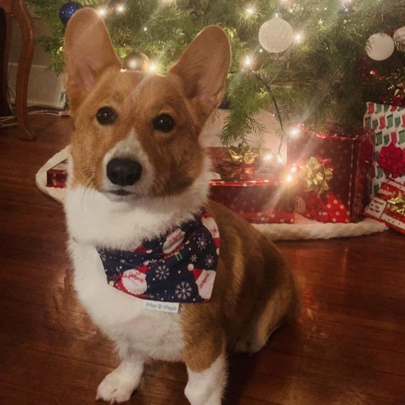 Load image into Gallery viewer, Sparkly Santa on Navy with red and white Gingham Dog Bandana - Briggs &amp;#39;n&amp;#39; Wiggles
