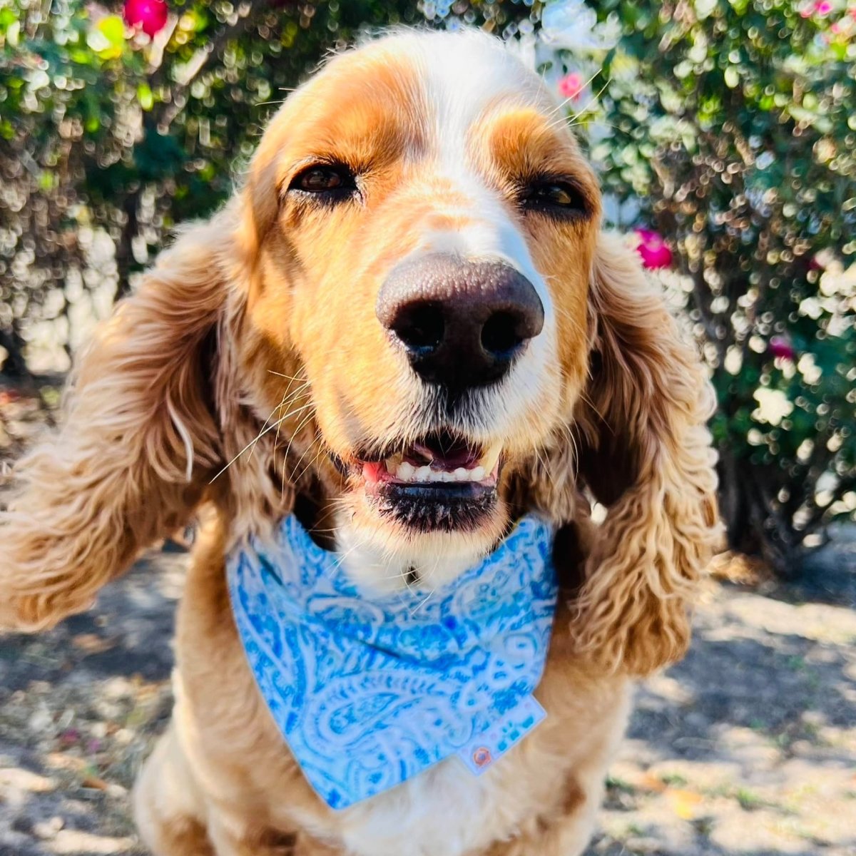 Spring bandana, dog accessories