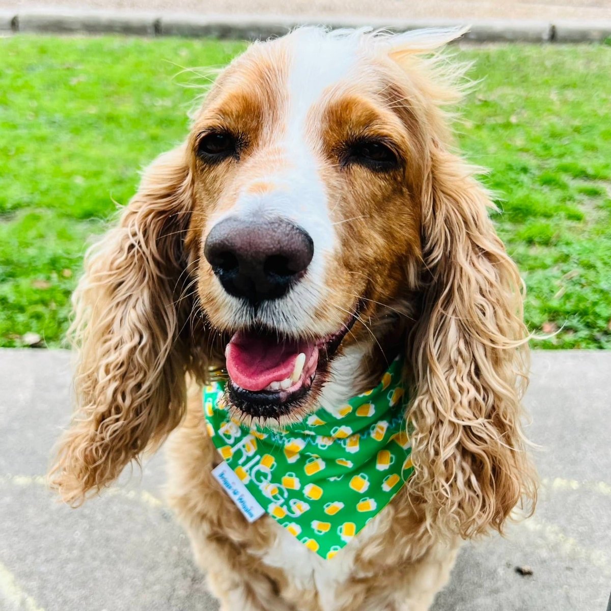 St. Patrick's Day Irish Beer Dog Bandana - Briggs 'n' Wiggles