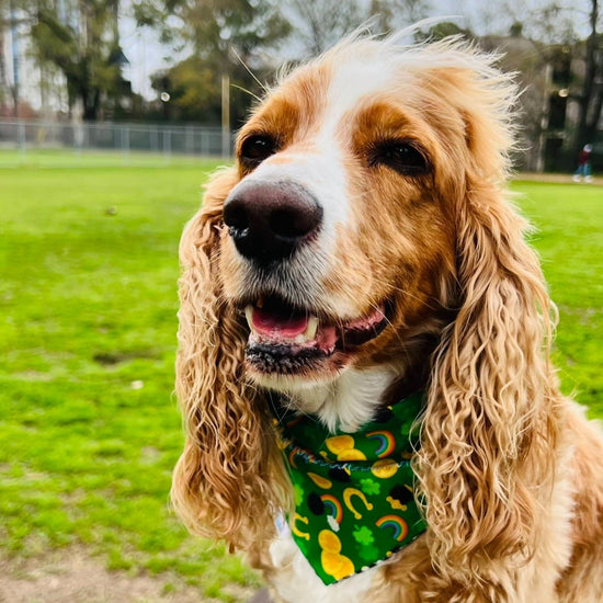 Load image into Gallery viewer, St. Patrick&amp;#39;s Day Luck of the Irish Dog Bandana - Briggs &amp;#39;n&amp;#39; Wiggles
