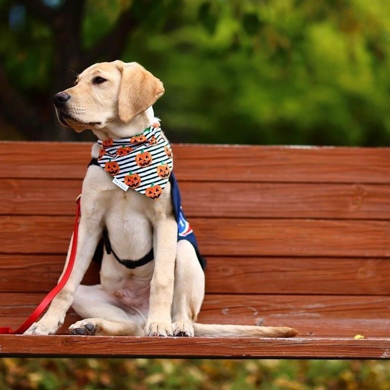 Striped Pumpkins Dog Bandana - Limited Edition - Briggs 'n' Wiggles