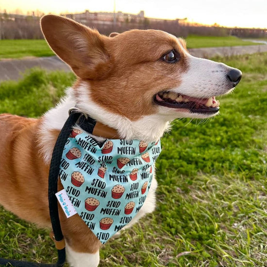 Load image into Gallery viewer, Stud Muffin Dog Bandana - Briggs &amp;#39;n&amp;#39; Wiggles
