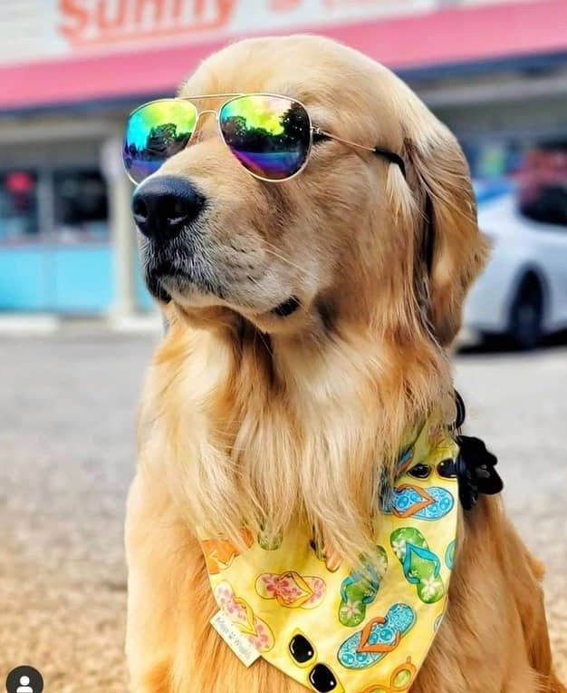 Sunglasses and Flip Flops Dog Bandana - Briggs 'n' Wiggles