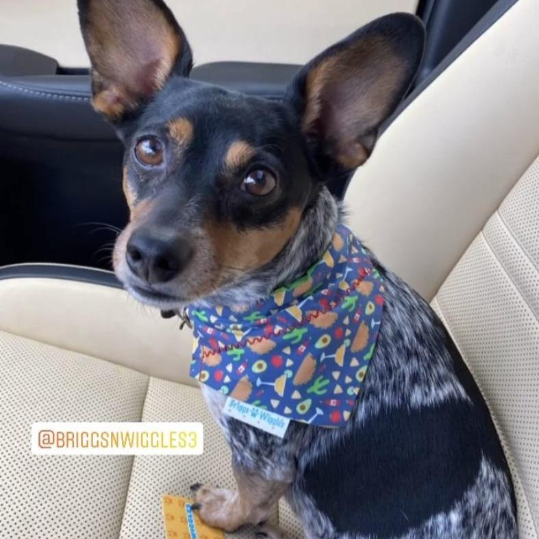 Load image into Gallery viewer, Taco Tuesday Over the Collar Dog Bandana - Briggs &amp;#39;n&amp;#39; Wiggles
