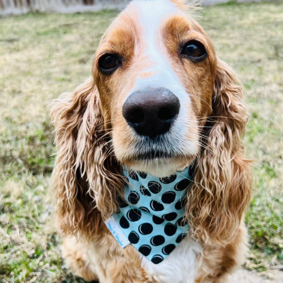 The Oreo Dog Bandana - Briggs 'n' Wiggles