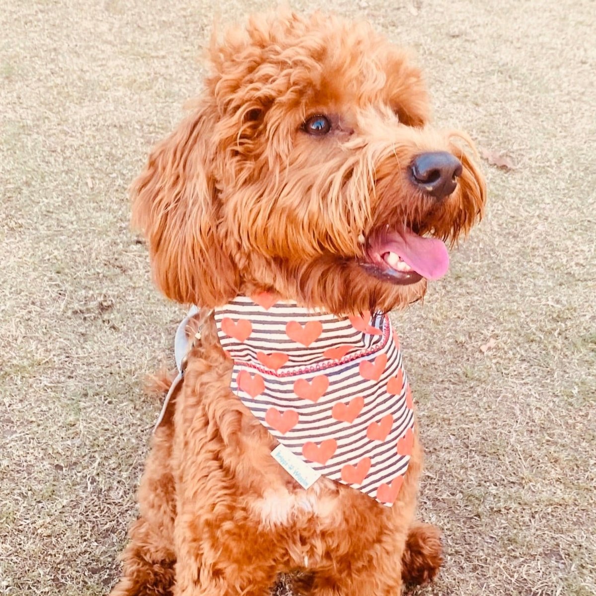 Load image into Gallery viewer, Valentine&amp;#39;s Day Hearts and Stripes Dog Bandana - Briggs &amp;#39;n&amp;#39; Wiggles
